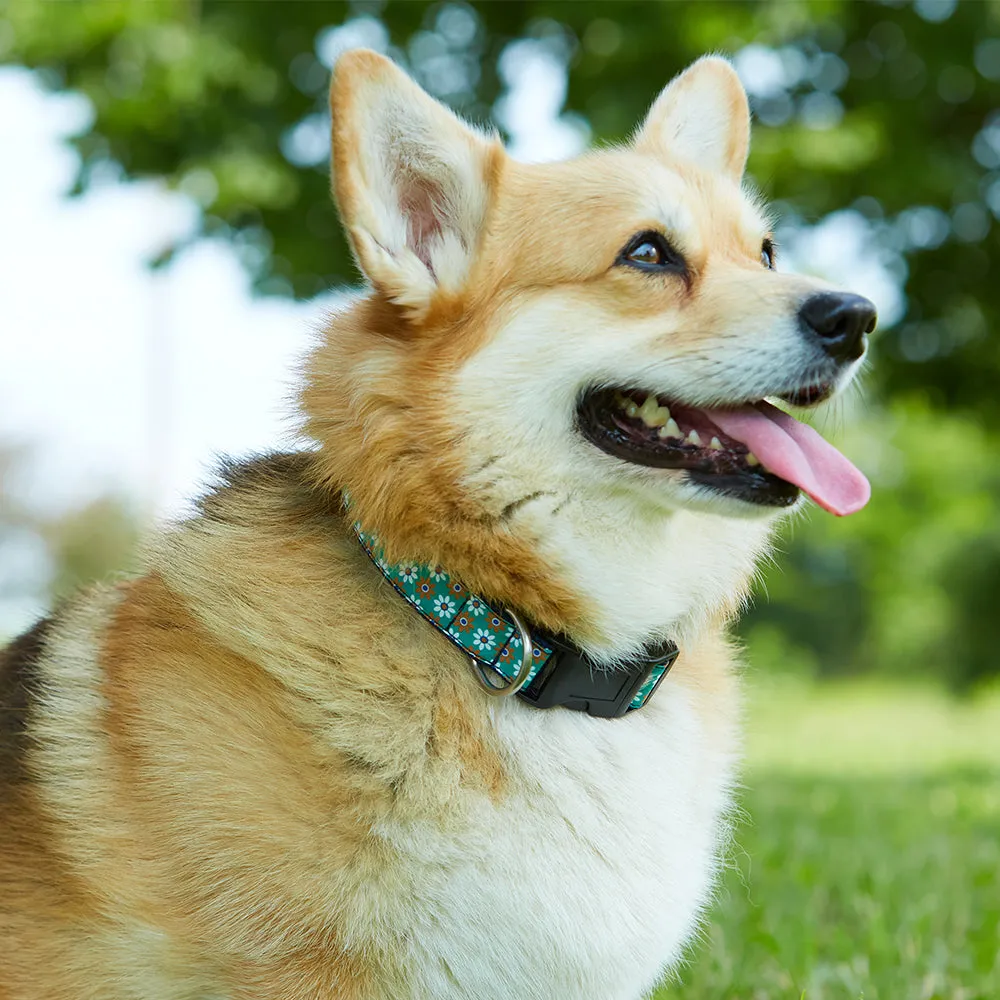 Bootlegger - Dog Collar