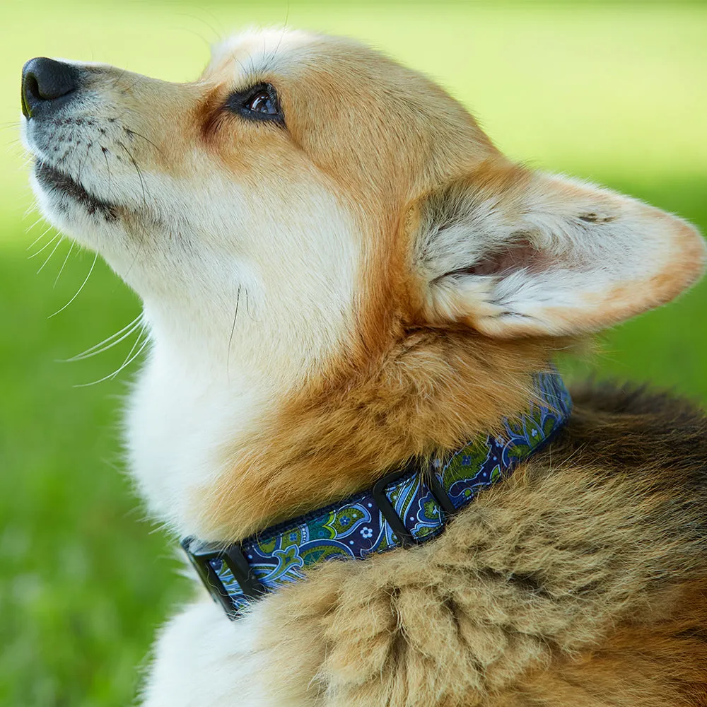 Golden Valley - Dog Collar