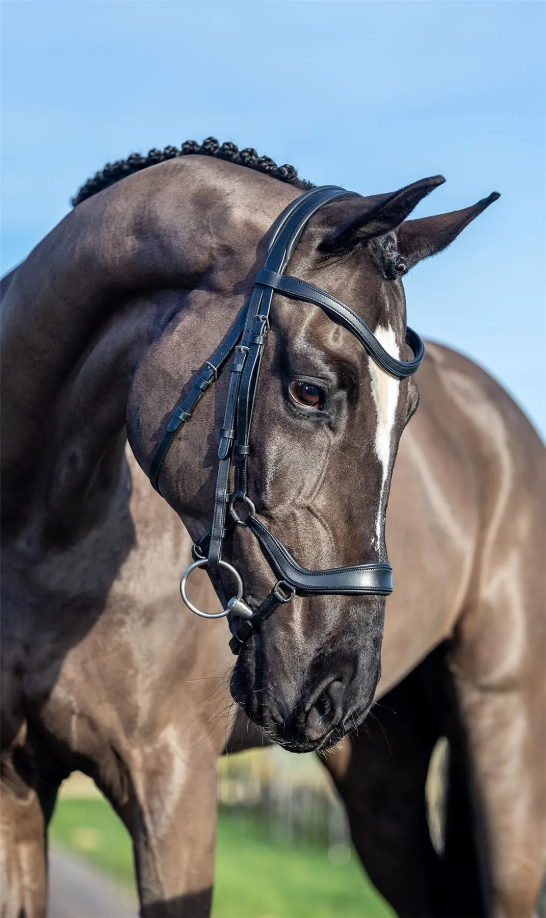 LeMieux Arika Drop Bridle